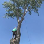 Lehi Utah Professional Tree Removal