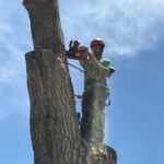 Lehi Utah Tree Removal