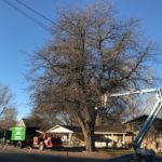 Lehi UT Tree Removal