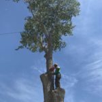 Lehi Utah Tree Service
