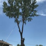 Lehi Utah Tree Trimming