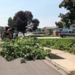 Provo Utah Tree Removal