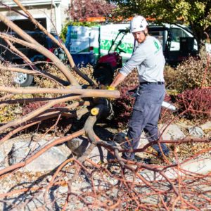 utah-county-tree-removal-pros