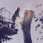 utah-tree-works-tree-service-fb4-sq