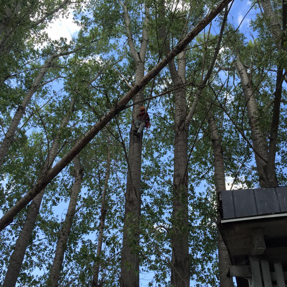 utah-tree-works-tree-service-fb9 utah-tree-works-tree-service-fb9