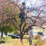 utahs-best-tree-pruning-professionals