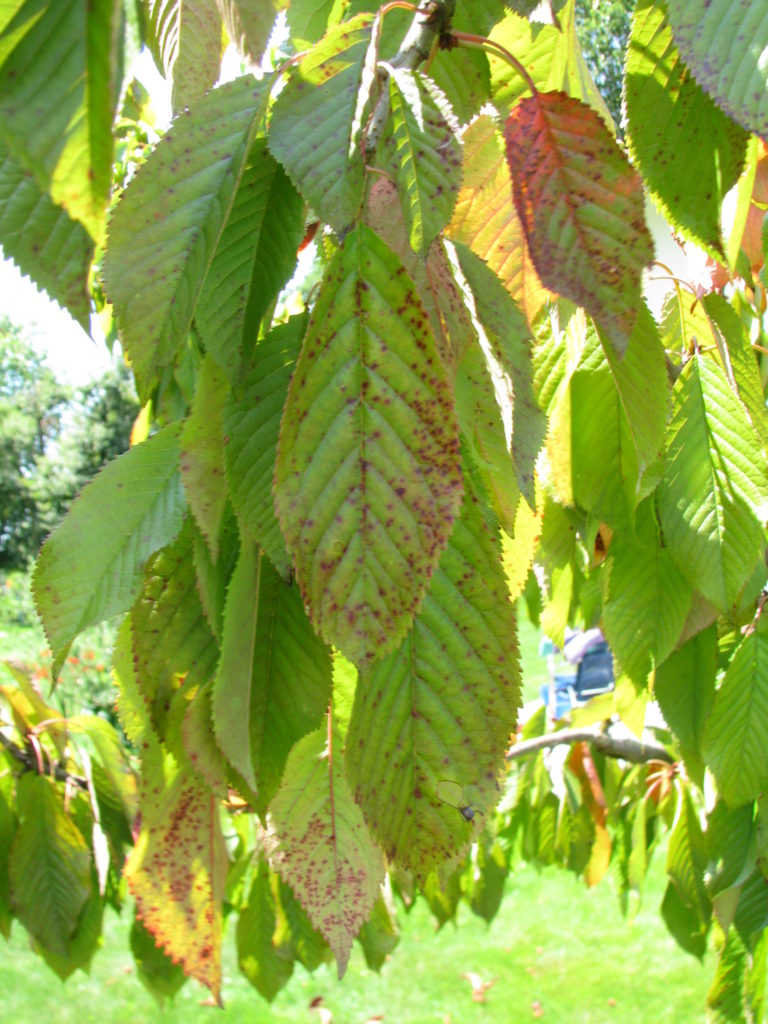Prunus_cerasus_sick_03 (1) Prunus_cerasus_sick_03 (1)