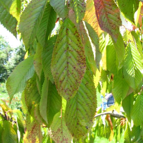Prunus_cerasus_sick_500 Prunus_cerasus_sick_500