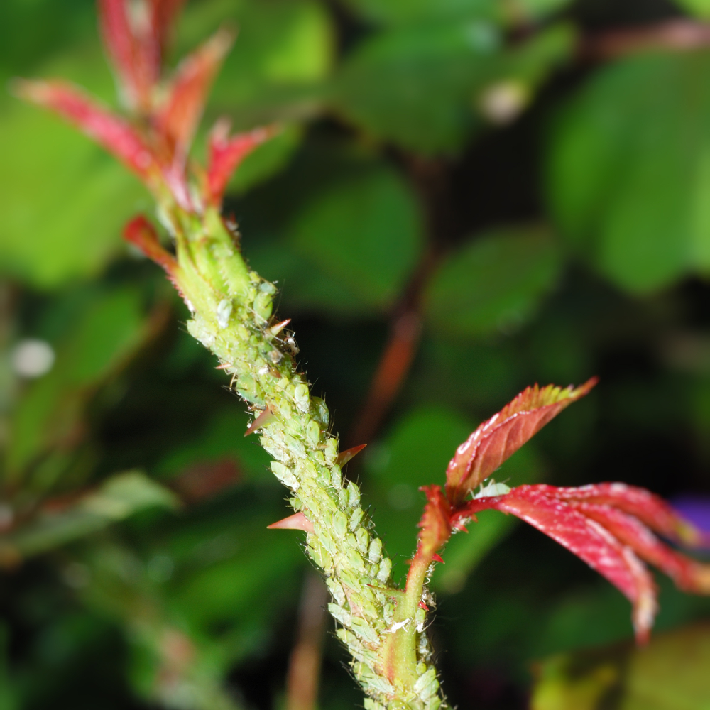 utah-aphids-insect-control-experts-2 utah-aphids-insect-control-experts-2