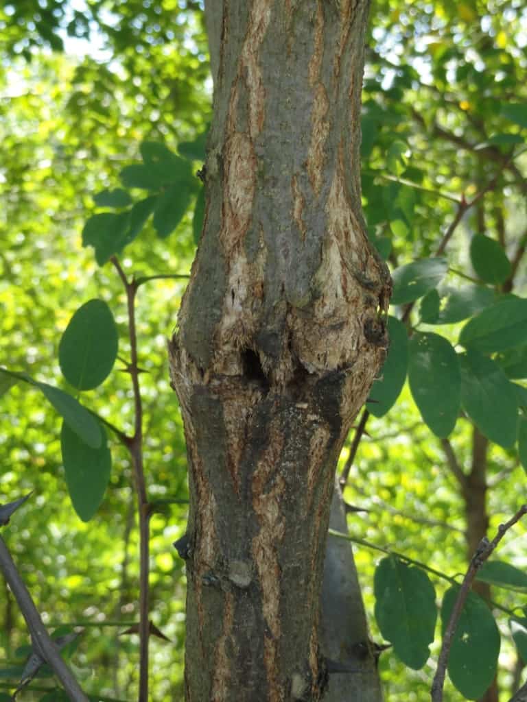 utah-black-locust-borer-control-2 utah-black-locust-borer-control-2