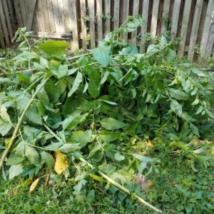 utah-brush-debris-clean-up utah-brush-debris-clean-up