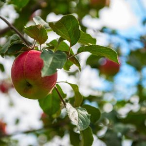 utah-fruit-tree-care utah-fruit-tree-care