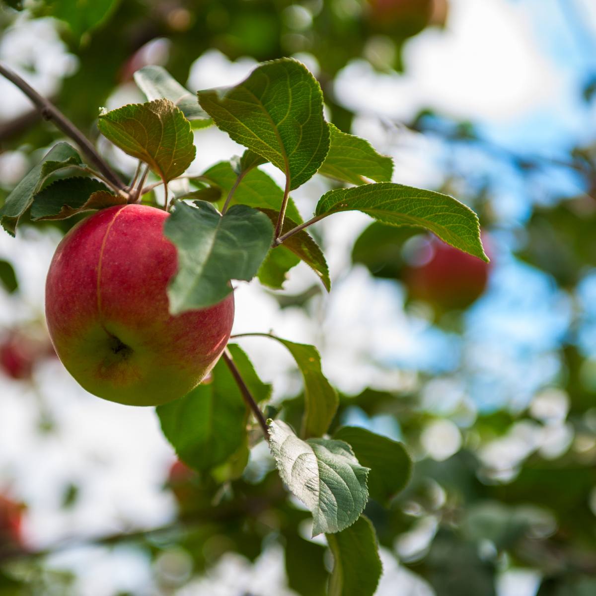 utah-fruit-tree-care utah-fruit-tree-care