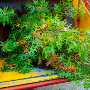 utah-tree-and-branches-hauling utah-tree-and-branches-hauling