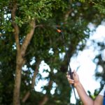 utah-tree-fertilization-professionals utah-tree-fertilization-professionals
