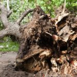 utah-tree-storm-damage-cleanup