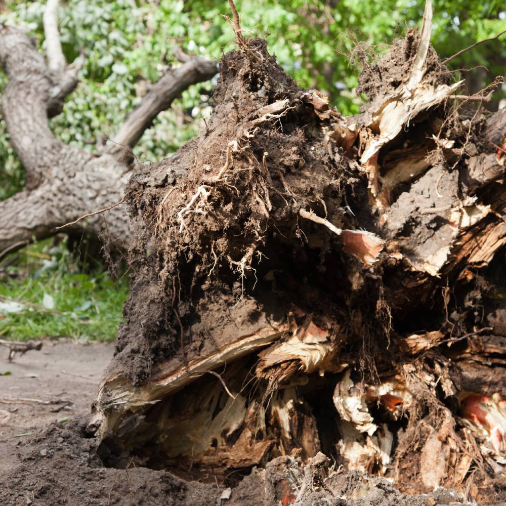 utah-tree-storm-damage-cleanup utah-tree-storm-damage-cleanup
