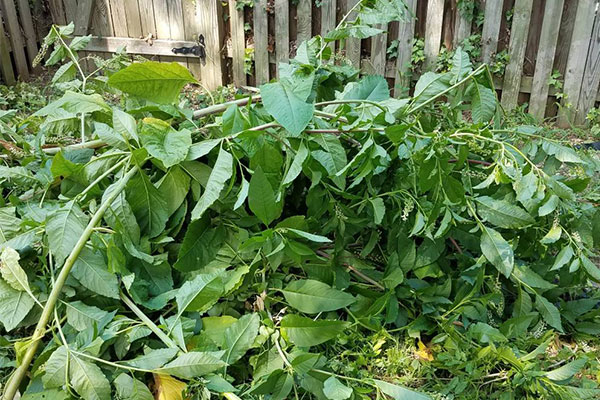 A pile of brush to be removed