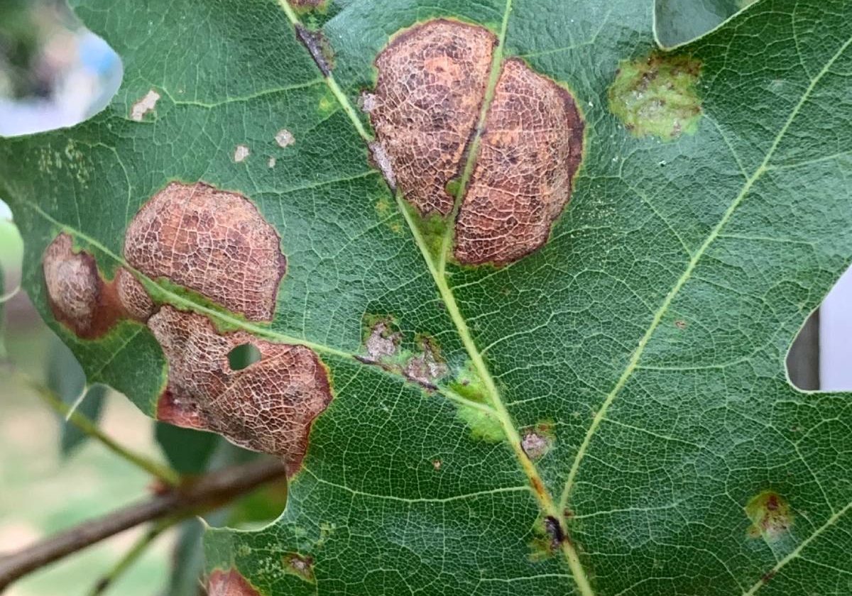 A tree with a disease