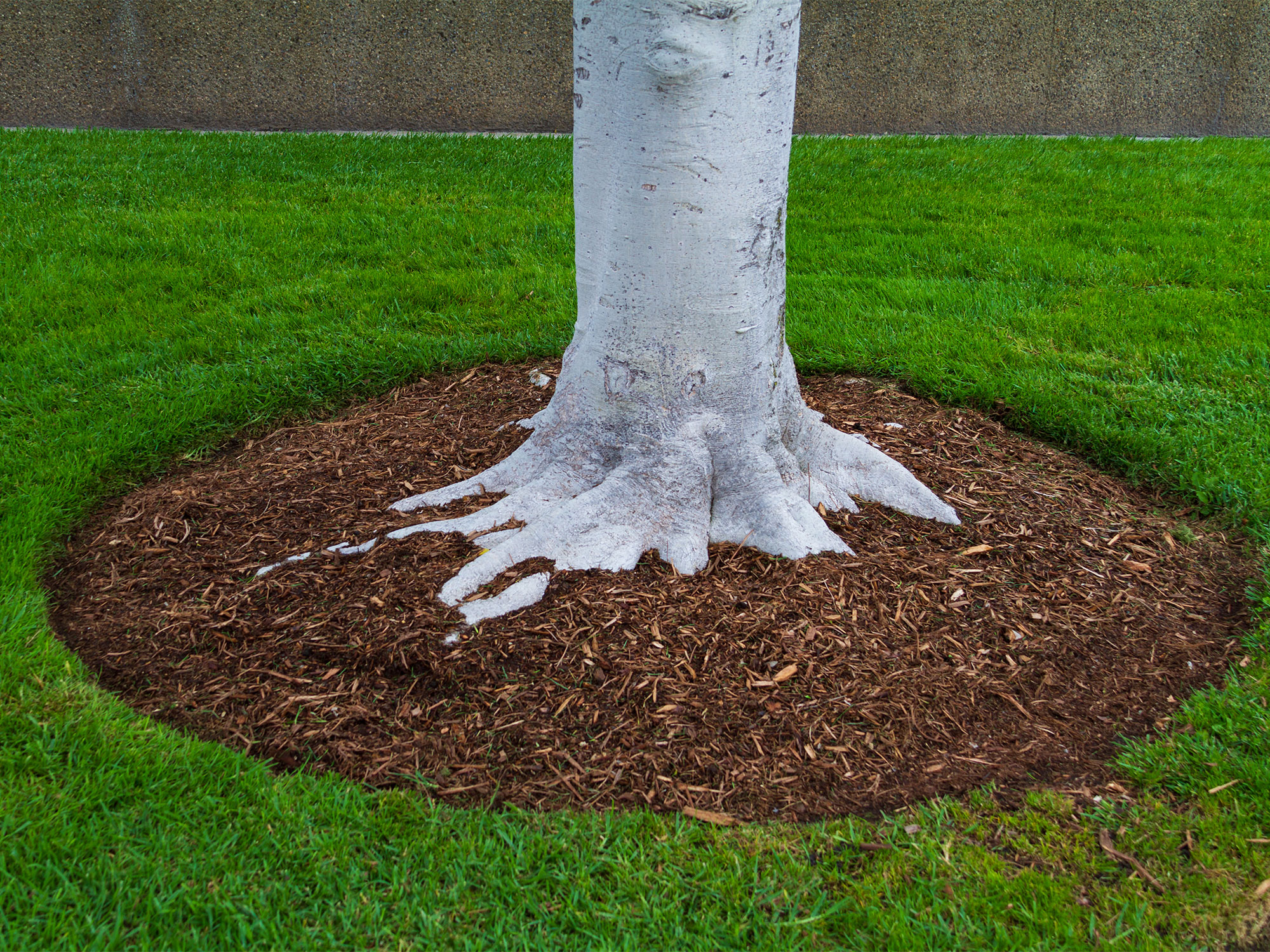 Conditioning the soil for healthy trees