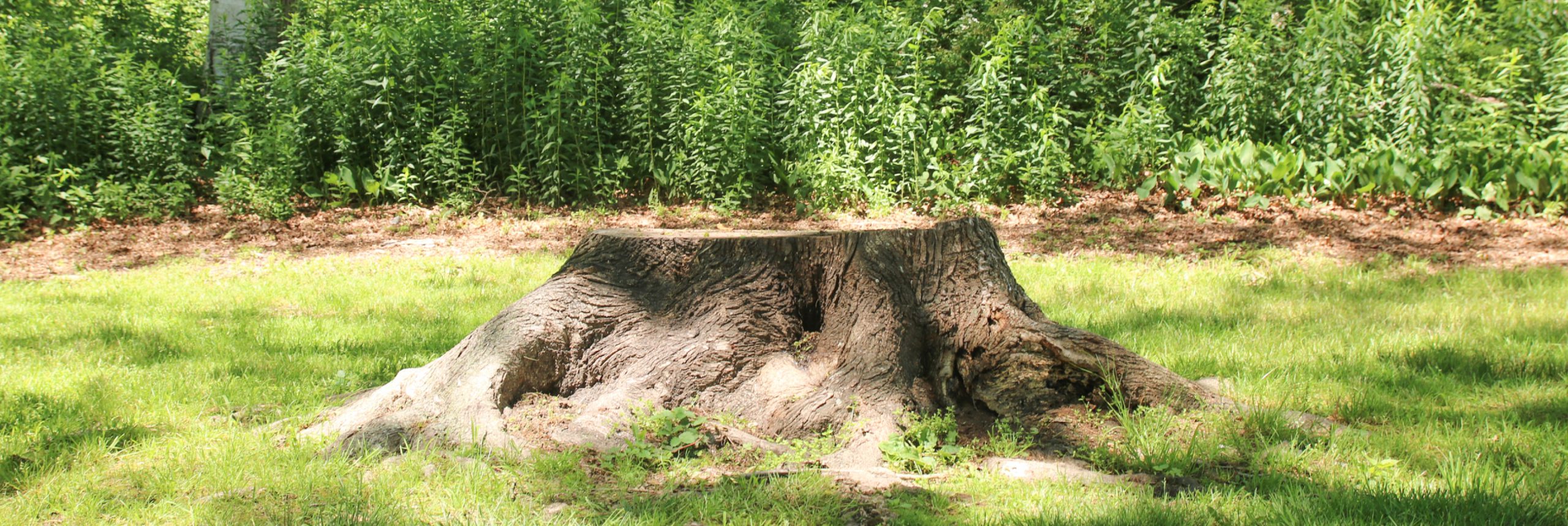 Stump removal service in Utah