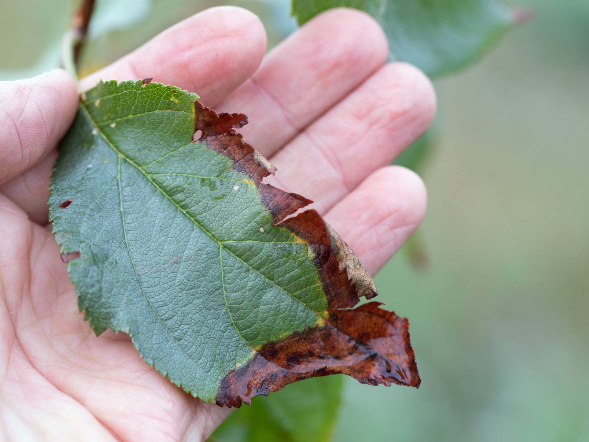 Controlling diseases in trees