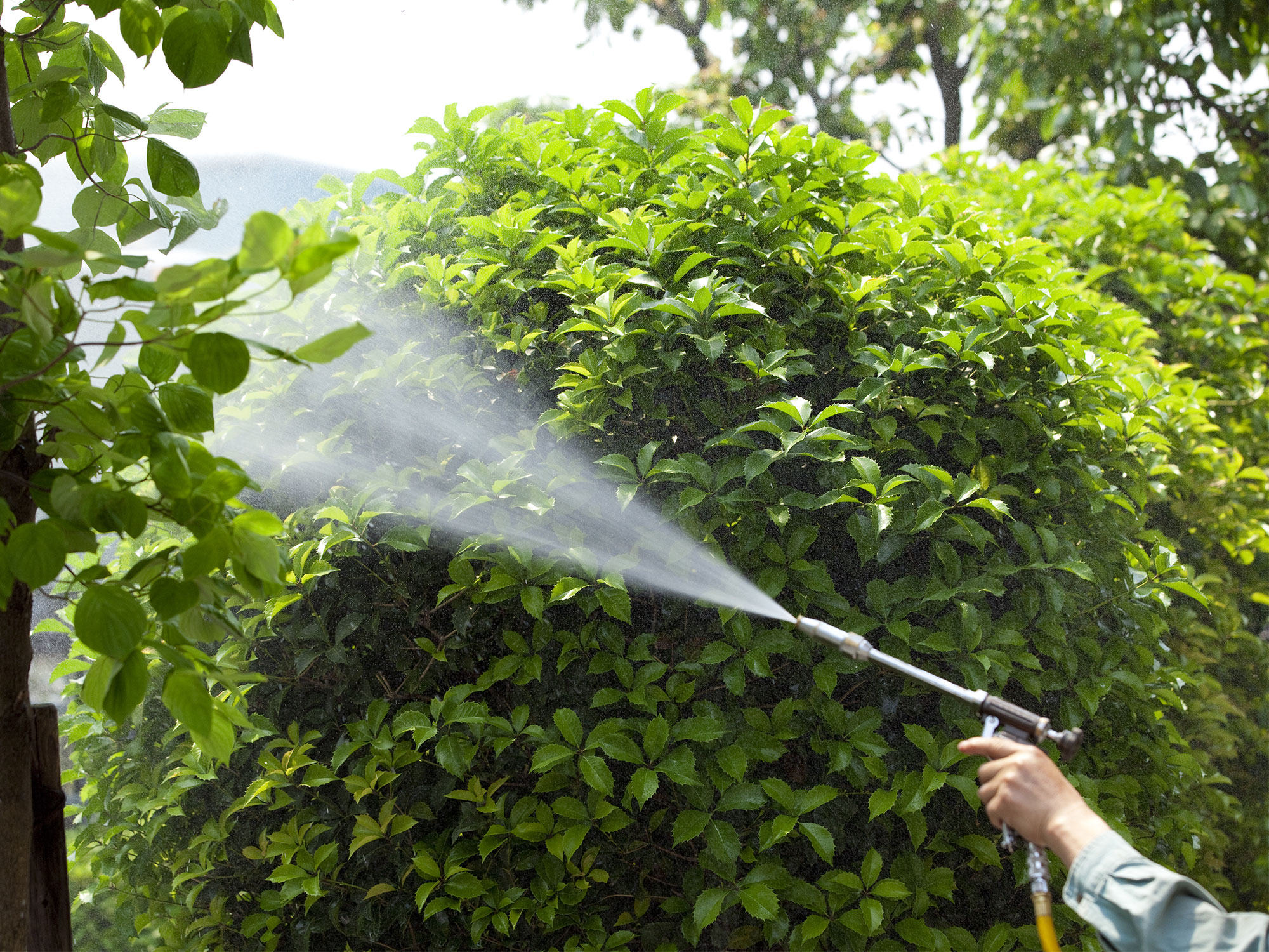 spraying fertilizer on a tree