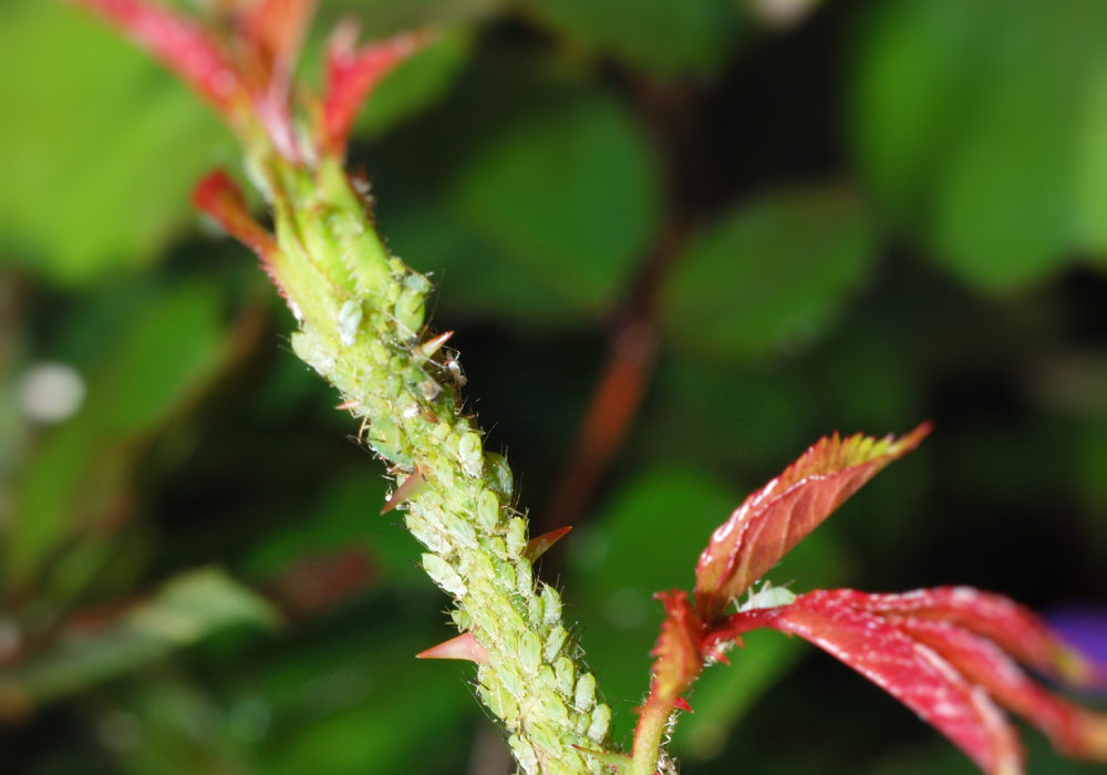 Tree pest control for aphids