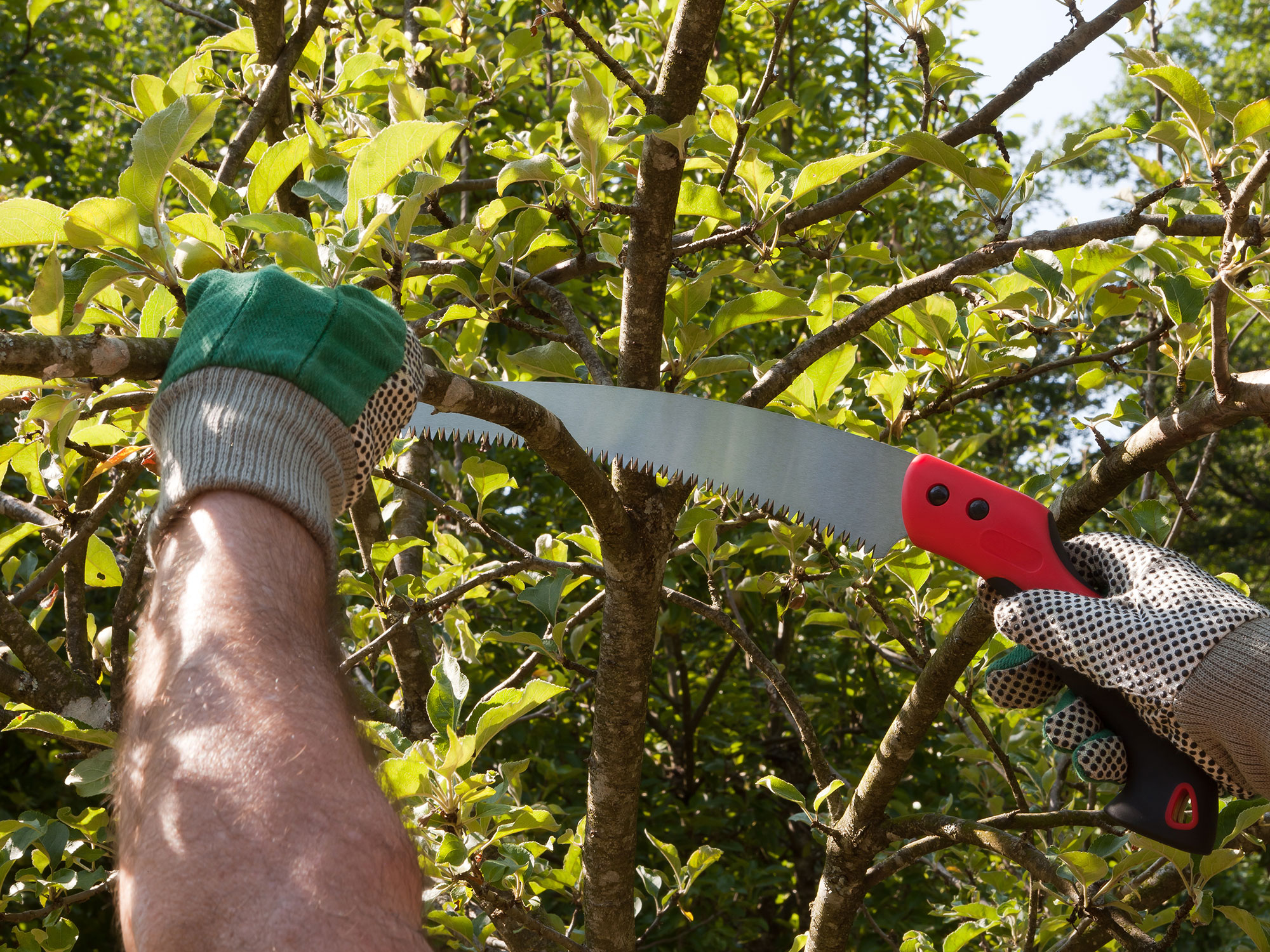 Pruning a tree