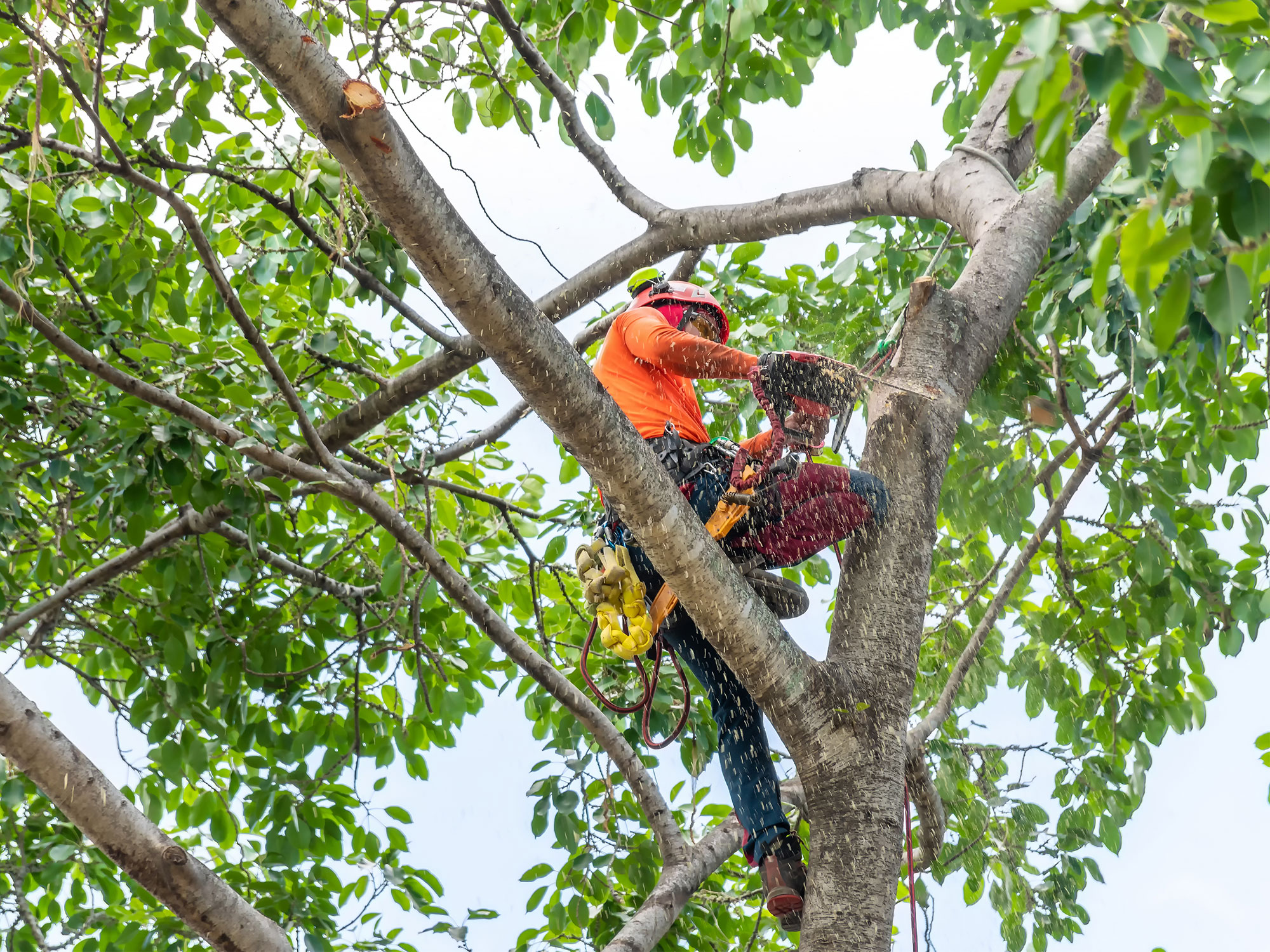Professional service removing a tree