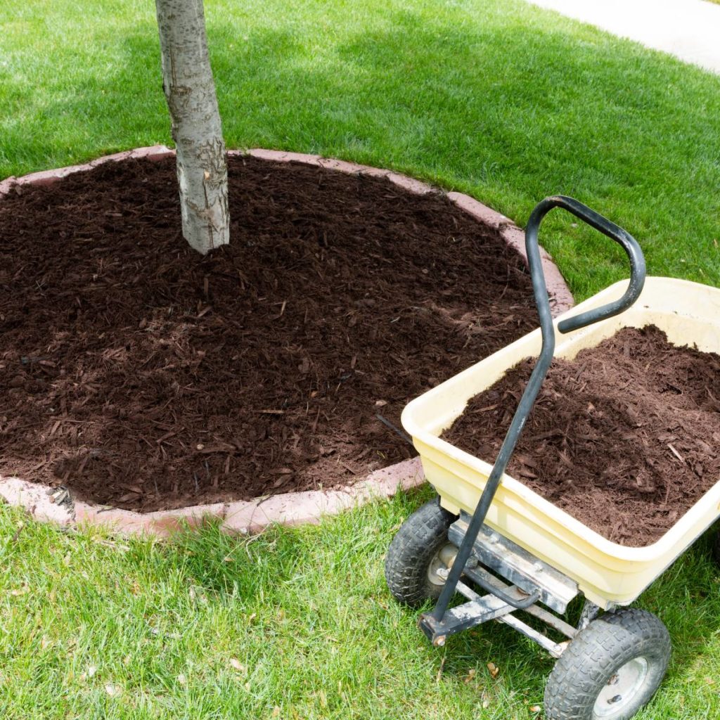 Soil conditioning for tree care in Utah
