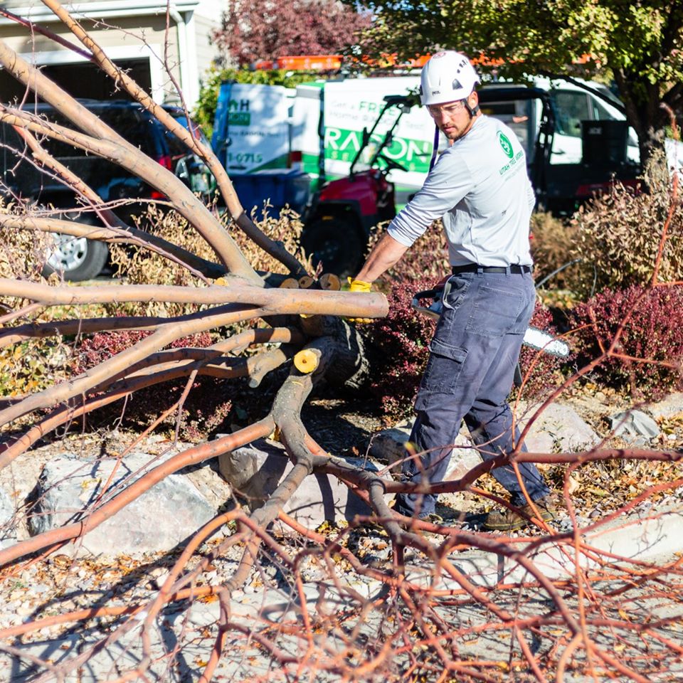 Tree removal professional in Utah