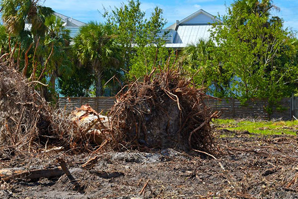An uprooted tree during lot clearing