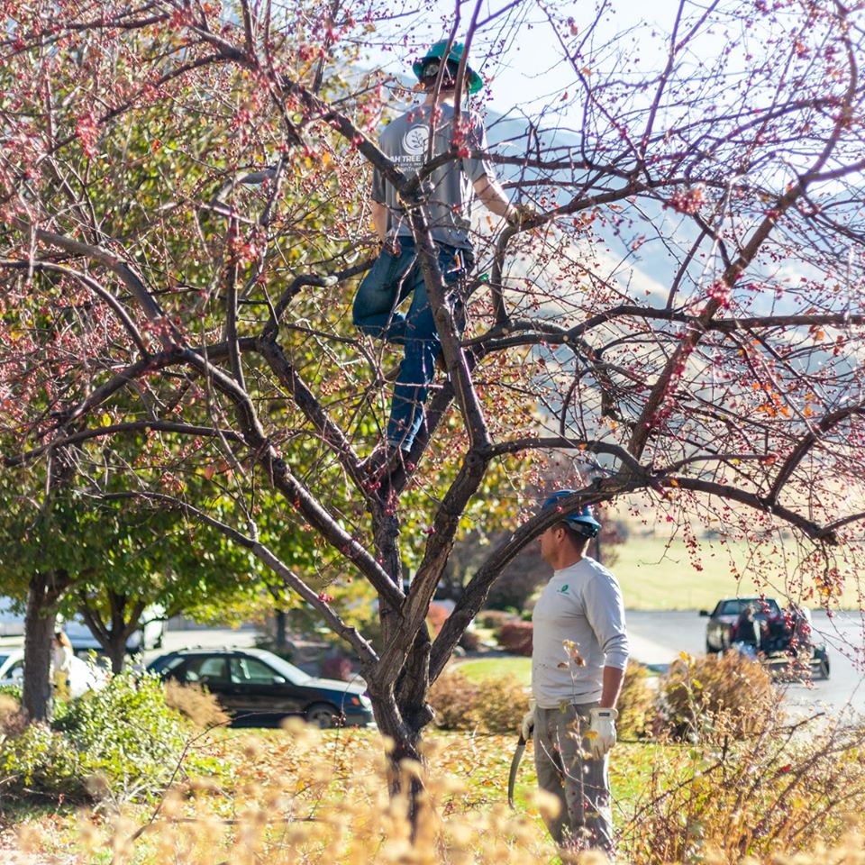 Tree trimming professionals in utah